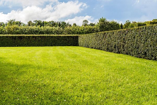 Poda de setos en finca recreativa - Jardinero en Pamplona